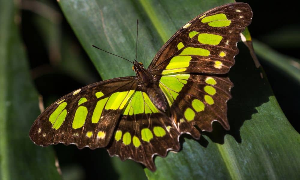 Costa Rica malachite butterfly
