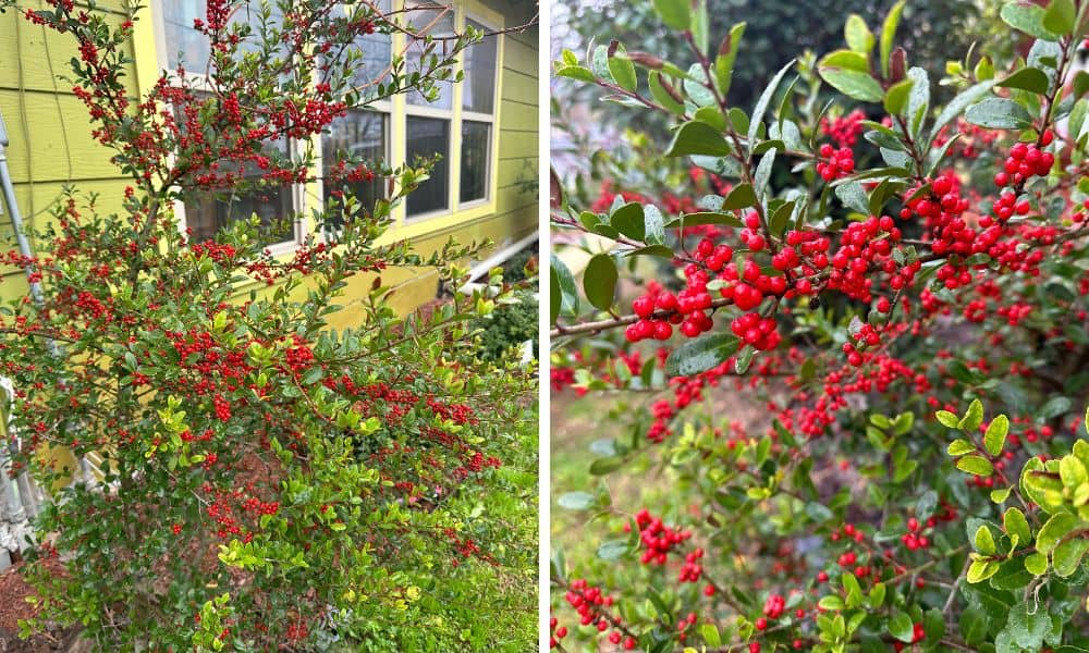 Evergreen shrubs for north Texas - Yaupon Holly