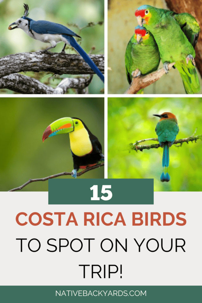 Costa Rica bird guide