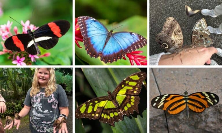Top 5 Costa Rica Butterflies to Spot on Your Trip