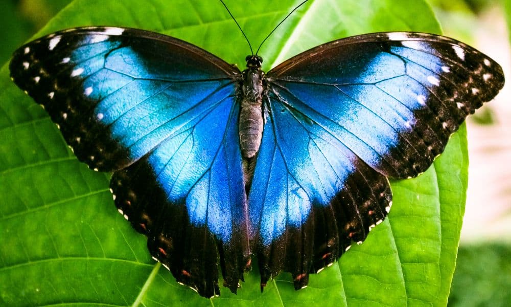 blue butterflies in costa rica