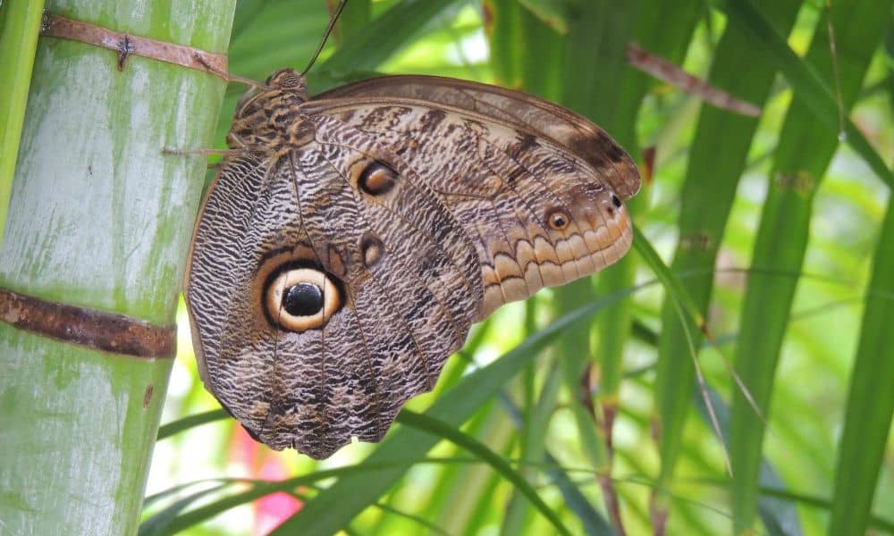 Costa Rica owl butterfly