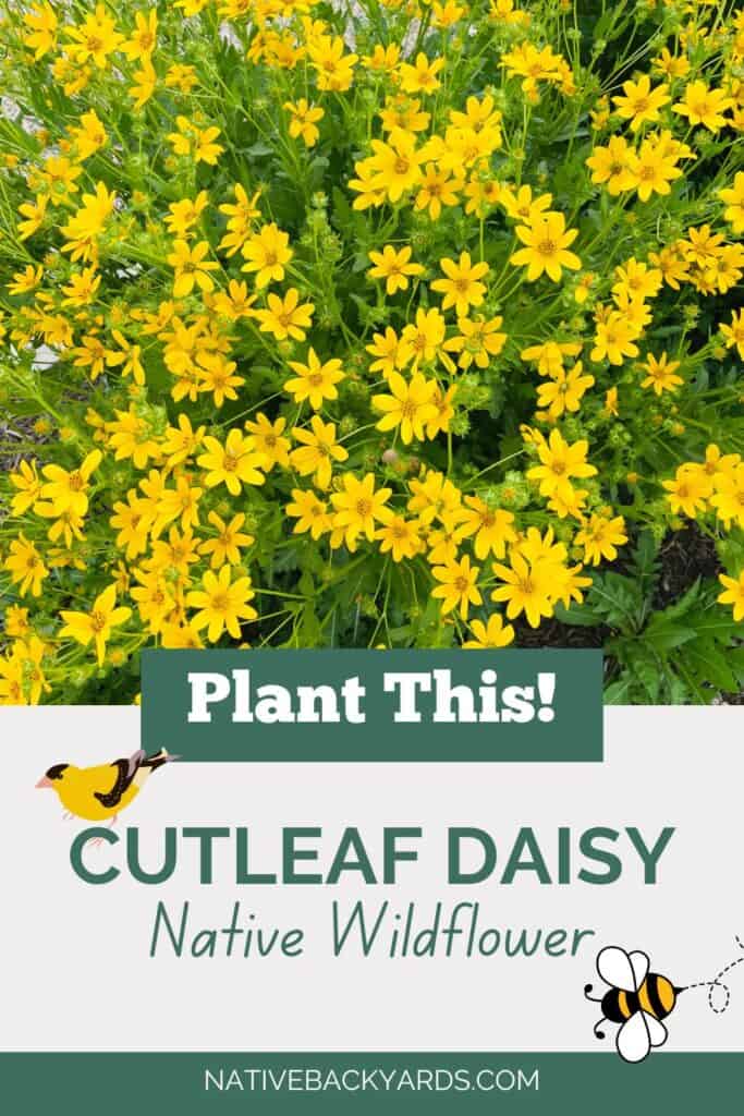 Cutleaf Daisy (Engelmannia peristenia)