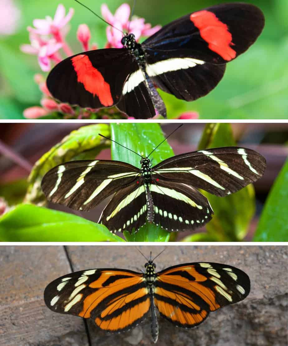 Costa Rica Longwing butterflies