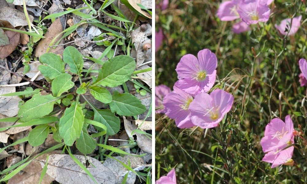How to identify wildflower seelings of Pink Evening Primrose