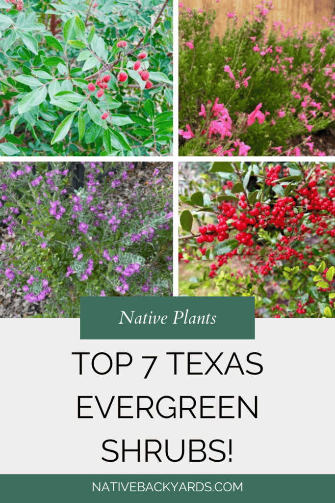 Top 7 native Texas evergreen shrubs to plant in your yard
