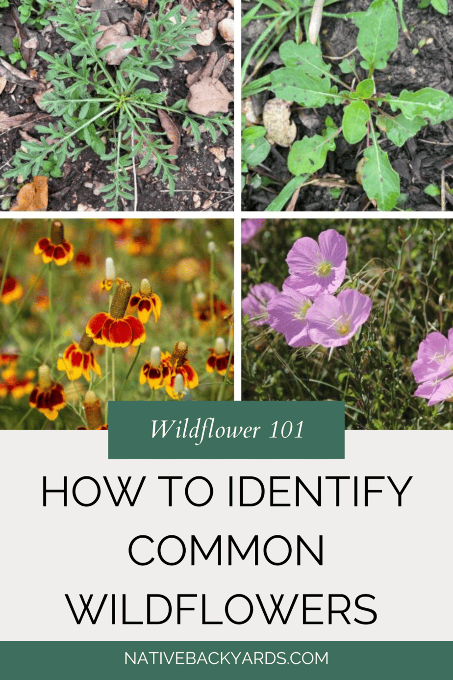 Wildflower Identification 10 Common Seedlings to Know! Native Backyards