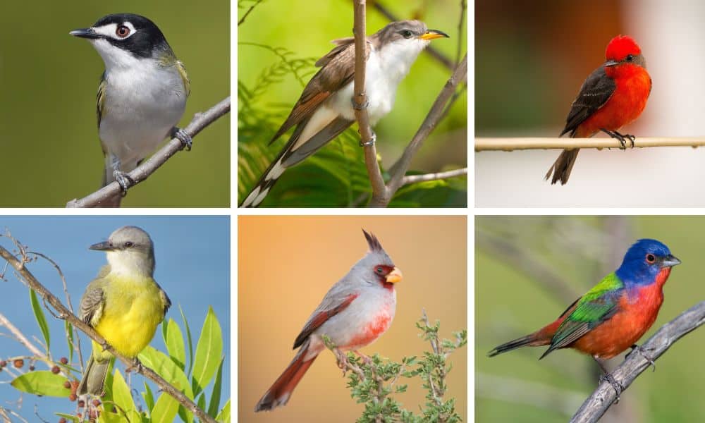 South Texas Birds